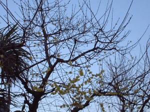 蝋梅 蝋梅